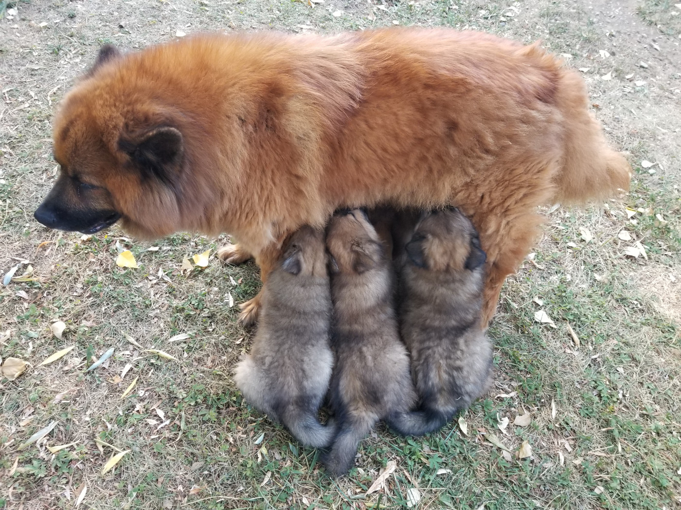 Chiot Eurasier De La Montagne De Ceuze