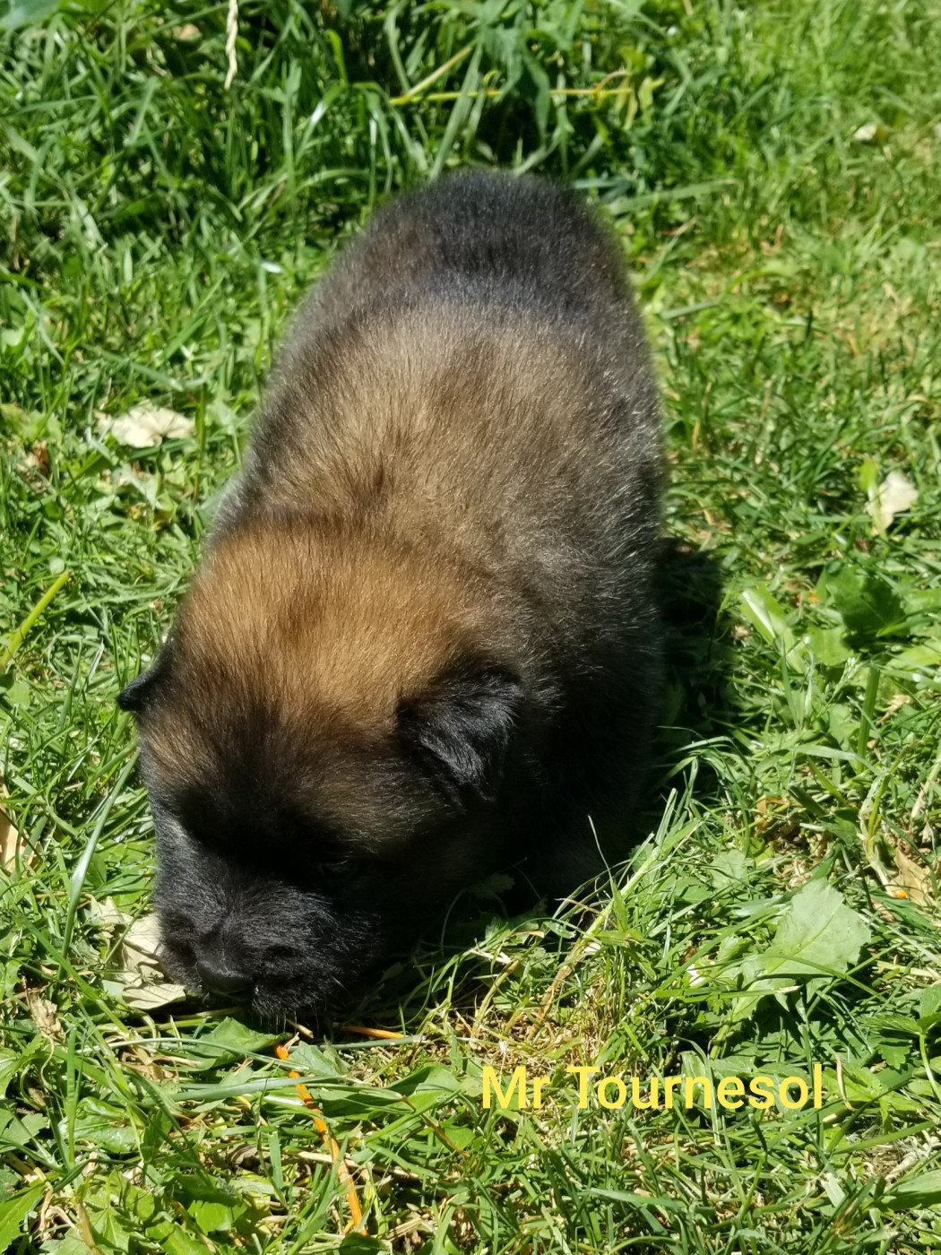 De La Montagne De Ceuze - Chiots disponibles - Eurasier