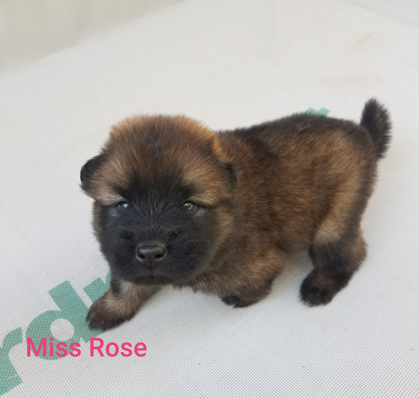 De La Montagne De Ceuze - Chiots disponibles - Eurasier