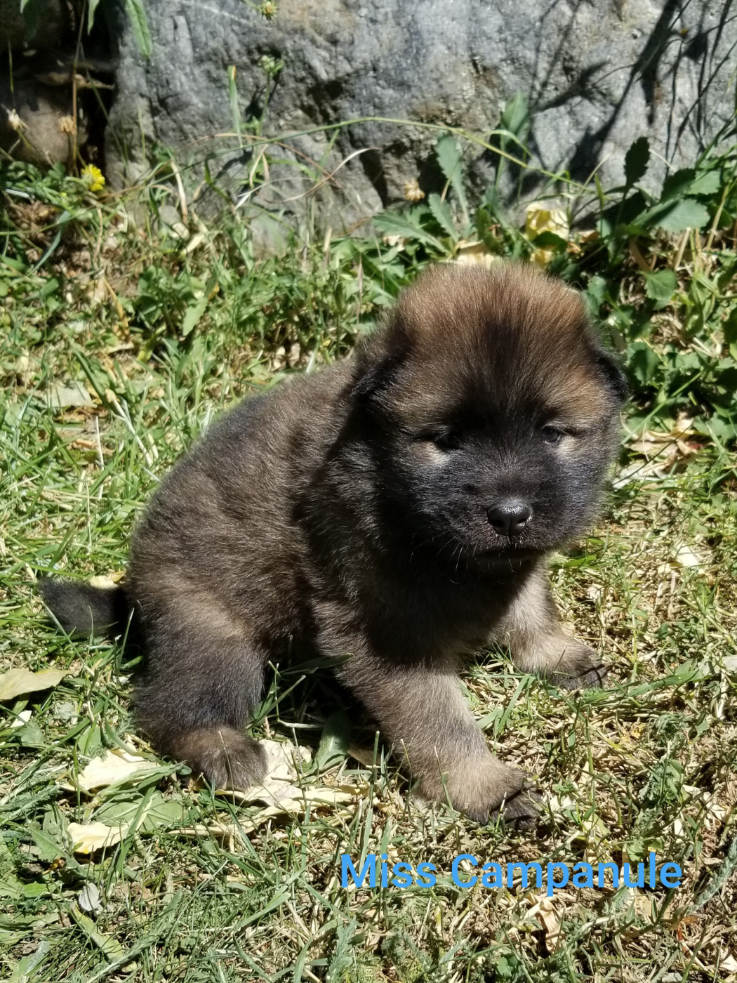 De La Montagne De Ceuze - Chiots disponibles - Eurasier