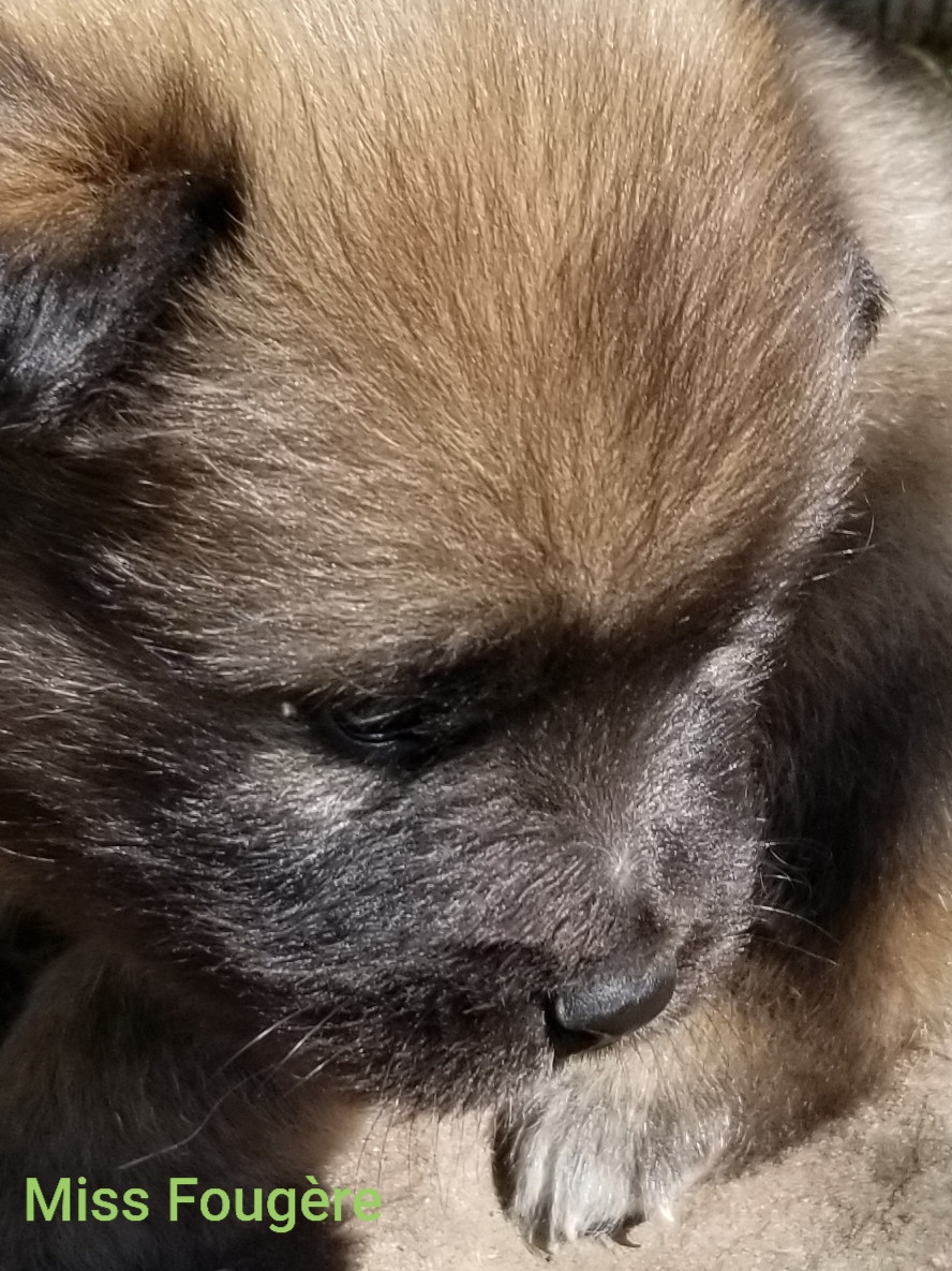 De La Montagne De Ceuze - Chiots disponibles - Eurasier