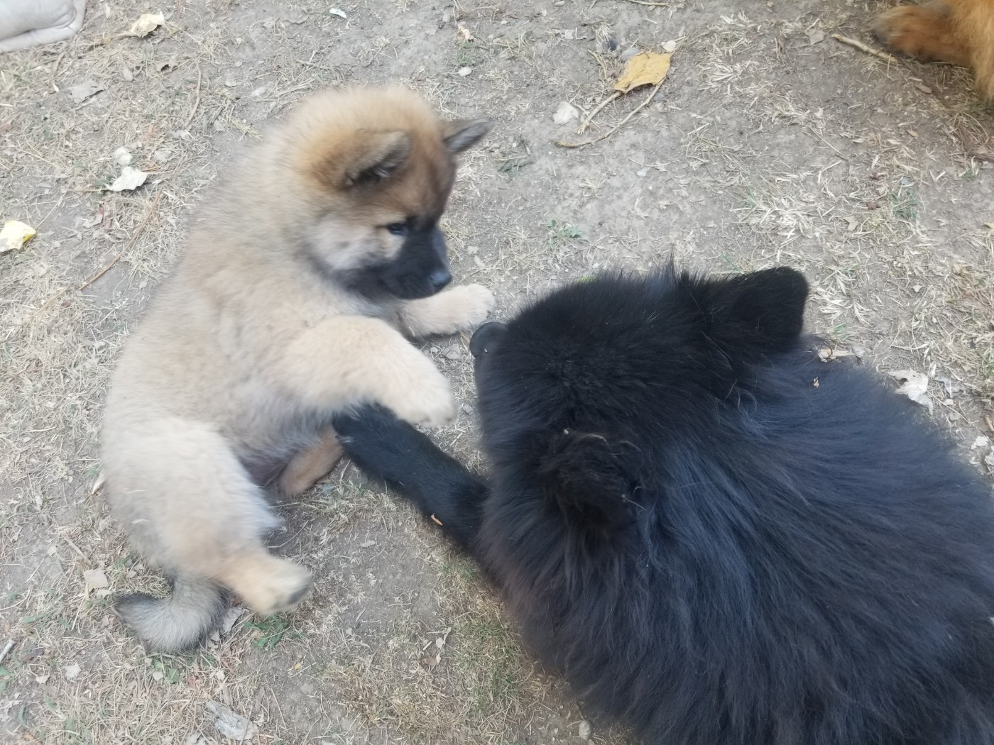 De La Montagne De Ceuze - Chiots disponibles - Eurasier